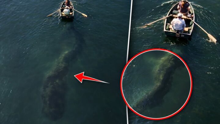 Their Drone Filmed Something Behind the Boat